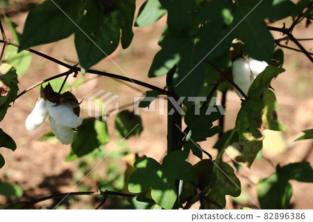 Raw material for cotton, cotton flower 82896386