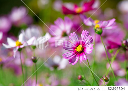 美麗綻放的秋天櫻花 82896804