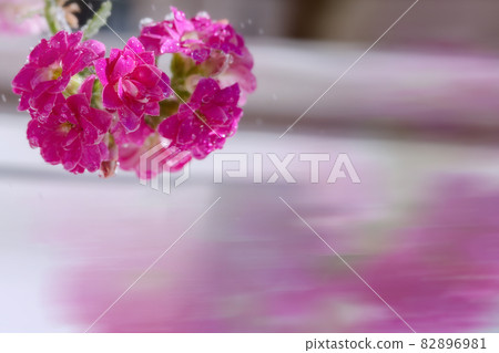 Pink flowers. Background with purple flowers. Water drops on flowers. Background with wet flowers. Pink flowers. Background with purple flowers. Water drops on flowers. Background with wet flowers. 82896981