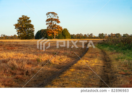 Autumn field. Yellow and red leaves on trees in autumn. A field road. Autumn field. Yellow and red leaves on trees in autumn. A field road. 82896983