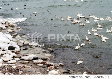 A seascape in winter. Seagulls, ducks and swans in the Baltic Sea. Flocks of waterfowl in winter at sea. 82896984