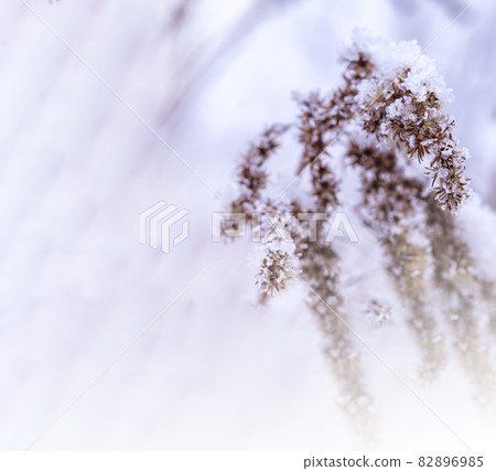 Snowflakes on the yellow grass. Snow background. Grass driftwood in the snow. Snowflakes made of ice flakes. Snowflakes on the yellow grass. Snow background. Grass driftwood in the snow. Snowflakes made of ice flakes. 82896985