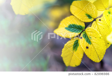 Autumn's yellowed leaves. Background with autumn leaves. A branch with yellow leaves. Autumn's yellowed leaves. Background with autumn leaves. A branch with yellow leaves. 82896986