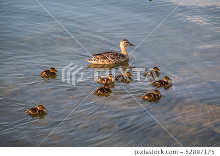 A family of ducks, a duck and its little ducklings are swimming in the water. The duck takes care of its newborn ducklings. Mallard, lat. Anas platyrhynchos 82897175