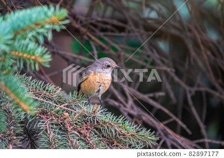 The common redstart female, Phoenicurus phoenicurus, is photographed in close-up sitting on a branch against a blurred background. The common redstart female, Phoenicurus phoenicurus, is photographed in close-up sitting on a branch against a blurred background. 82897177