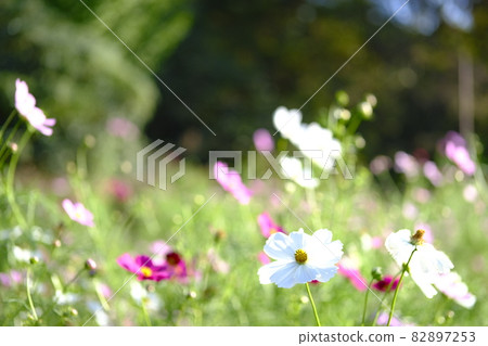 Cosmos field Cosmos field 82897253