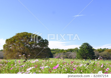 Cosmos field, blue sky and trees Cosmos field, blue sky and trees 82897254
