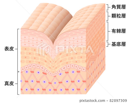 皮膚橫截面（皺紋） 82897309