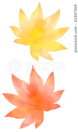 Yellow and red Acer japonicum 82897804