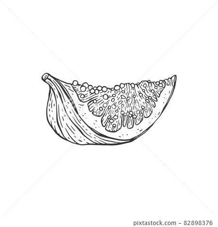 Lobule of fig fruit in hand drawn etched style vector illustration isolated. Lobule of fig fruit in hand drawn etched style vector illustration isolated. 82898376