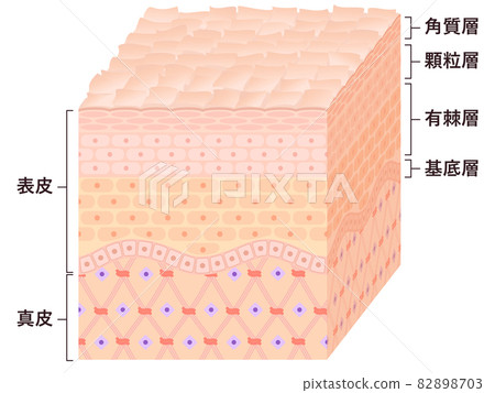 皮膚橫截面（皮膚乾燥） 82898703