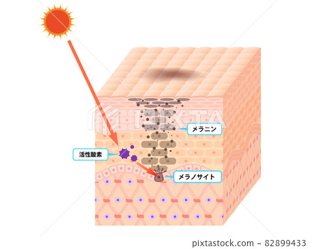 皮膚橫截面(印跡) 皮膚橫截面(印跡) 82899433