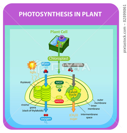 Diagram showing process of photosynthesis in plant Diagram showing process of photosynthesis in plant 82899861