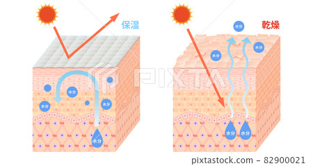 Skin cross section (dry skin) 82900021