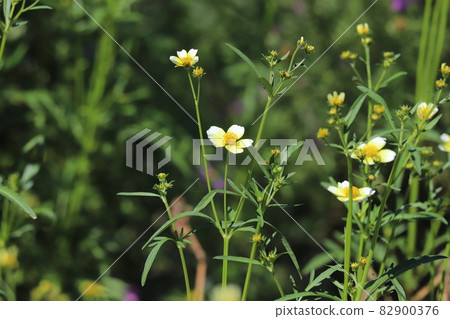開花在秋天公園的冬天波斯菊黃色花 開花在秋天公園的冬天波斯菊黃色花 82900376