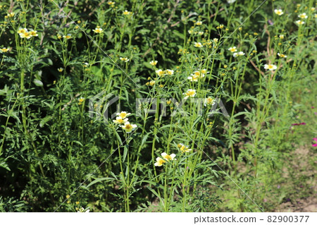 Yellow flowers of winter cosmos blooming in the autumn park Yellow flowers of winter cosmos blooming in the autumn park 82900377