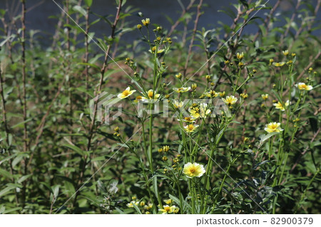 Yellow flowers of winter cosmos blooming in the autumn park 82900379