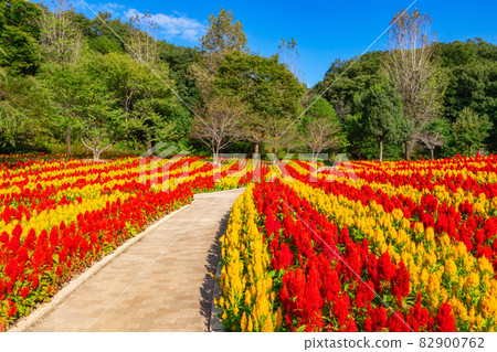Gifu World Rose Garden, Celosia in full bloom <Kani City, Gifu Prefecture> Gifu World Rose Garden, Celosia in full bloom <Kani City, Gifu Prefecture> 82900762