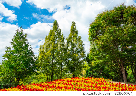 Gifu World Rose Garden, Celosia in full bloom <Kani City, Gifu Prefecture> 82900764
