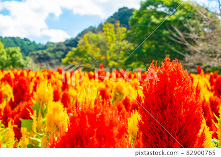 Gifu World Rose Garden, Celosia in full bloom <Kani City, Gifu Prefecture> 82900765