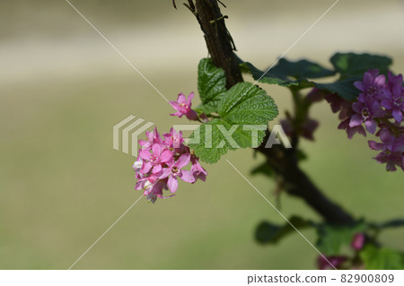 Flowering currant 82900809