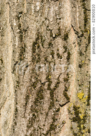 Boxelder maple 82900810