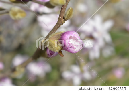 Star magnolia 82900815
