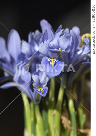 Iris Alida Iris Alida 82900816