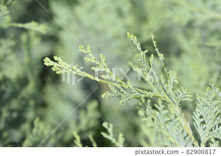 Lawsons Cypress Columnaris 82900817