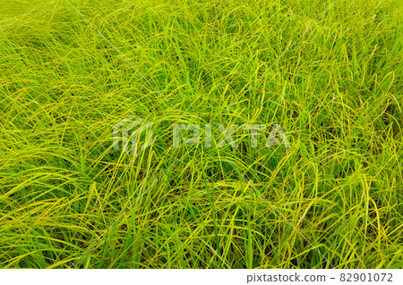 Texture of young green grass, background, herb 82901072