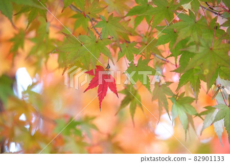 Deep fall autumn leaves 82901133