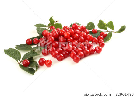 Nanking cherry and branch Nanking cherry and branch 82901486