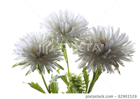 White asters isolated on white White asters isolated on white 82901529