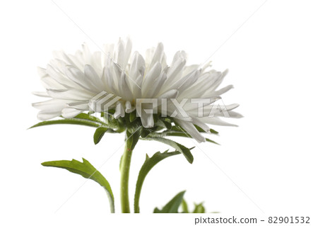 White aster isolated on white White aster isolated on white 82901532