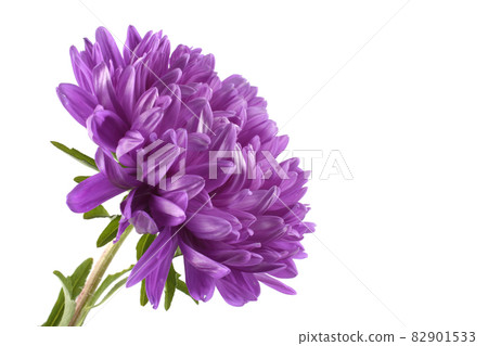 Violet aster isolated on white Violet aster isolated on white 82901533