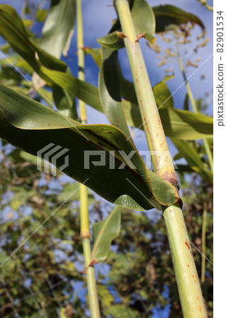 Growing sugar cane Growing sugar cane 82901534