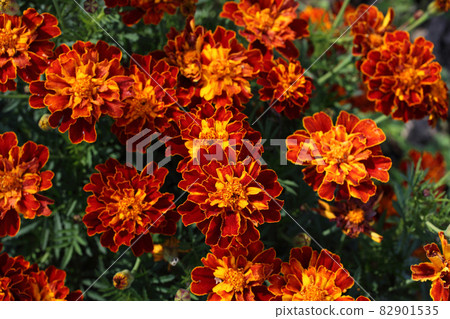 Marigold flowers background Marigold flowers background 82901535
