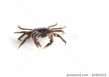 Little crab isolated on white background 82902035