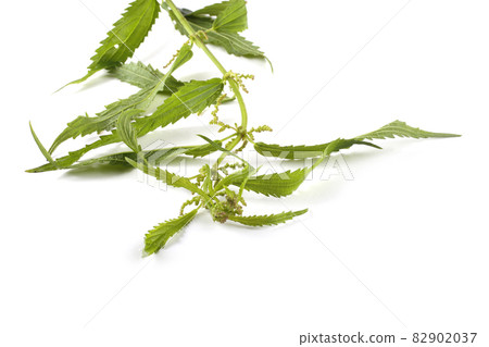 Nettle isolated on white Nettle isolated on white 82902037