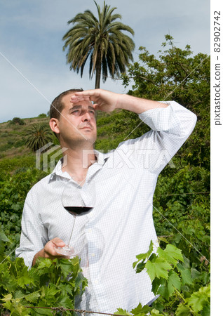young man tasting the fruit of the wine harvest among vineyards young man tasting the fruit of the wine harvest among vineyards 82902742