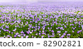 Meadow of purple and white crocus flowers 82902821