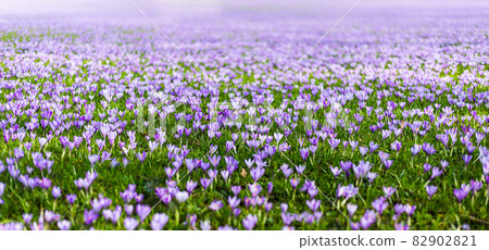 Meadow of purple and white crocus flowers 82902821