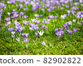 Meadow of purple and white crocus flowers 82902822