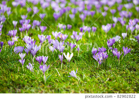 Meadow of purple and white crocus flowers 82902822