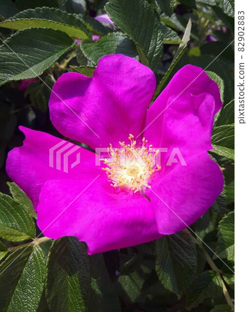 Applicable Applicable 82902883