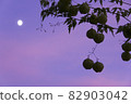 漂浮在白月閃耀的秋夜天空的氣球藤 82903042