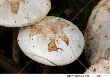 陰雨天突然出現的神秘巨大蘑菇 82903158