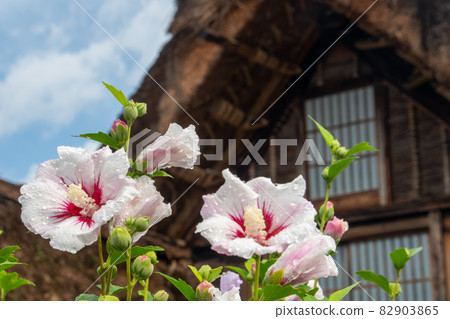 Shirakawa-go Gassho-style house and Mukuge 82903865