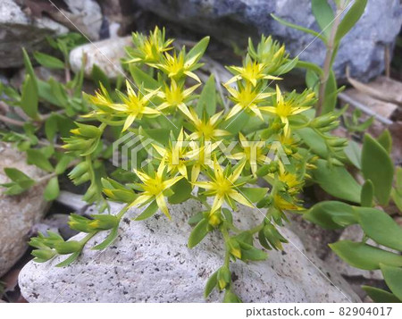 從最好的藥野生景天 82904017