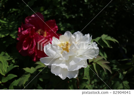 Red and white 82904041
